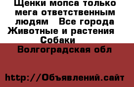 Щенки мопса только мега-ответственным людям - Все города Животные и растения » Собаки   . Волгоградская обл.